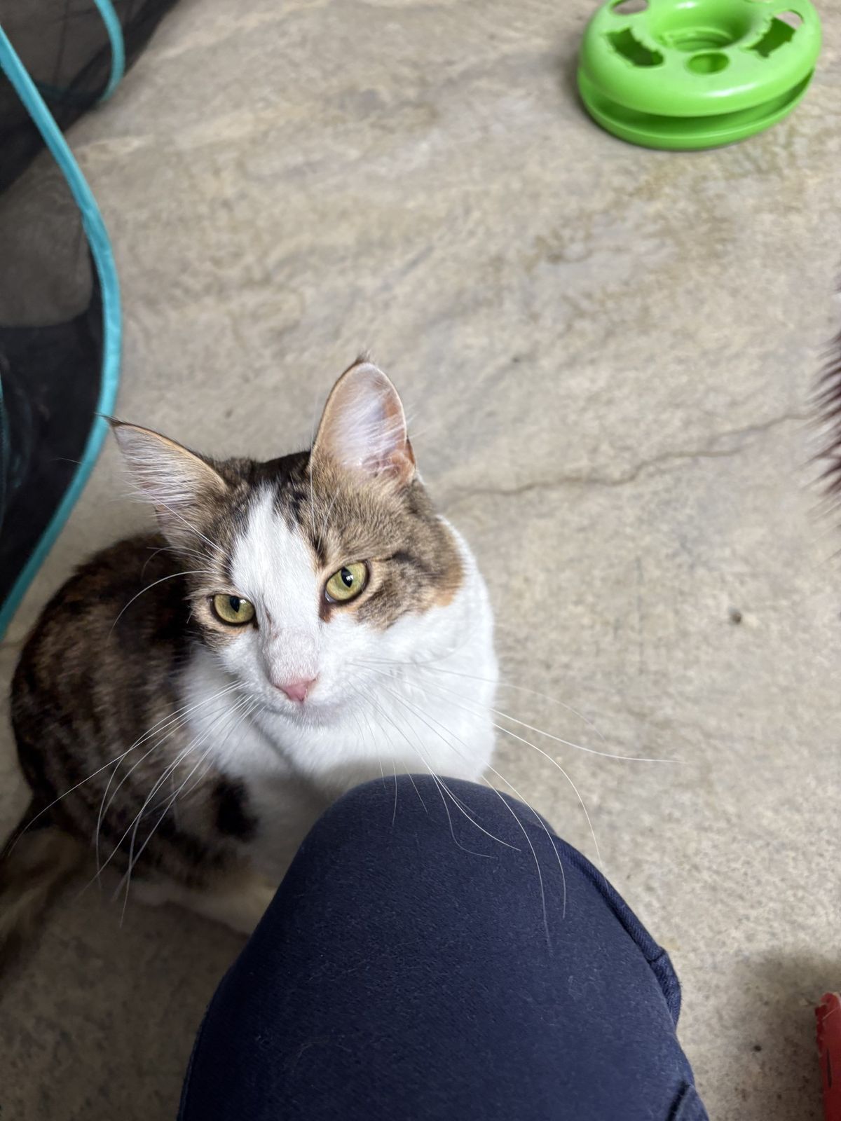 Gallery image: Harold