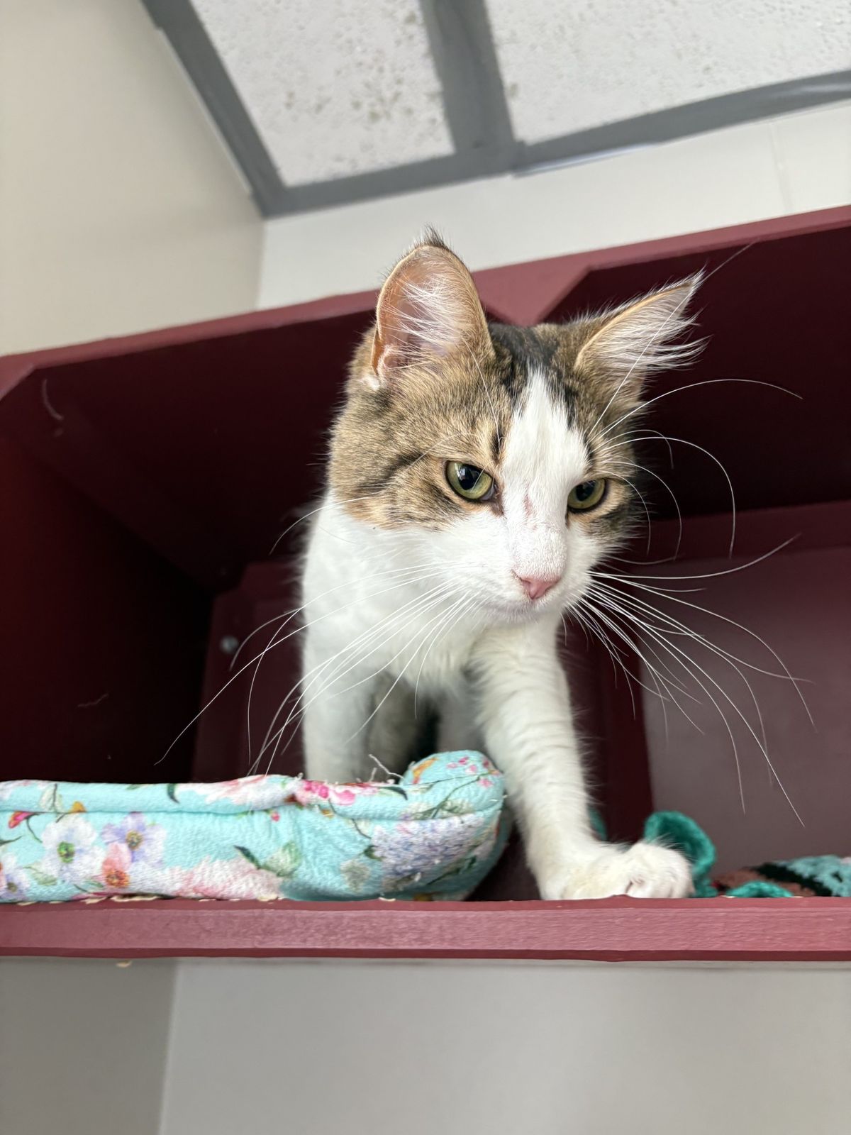 Gallery image: Harold