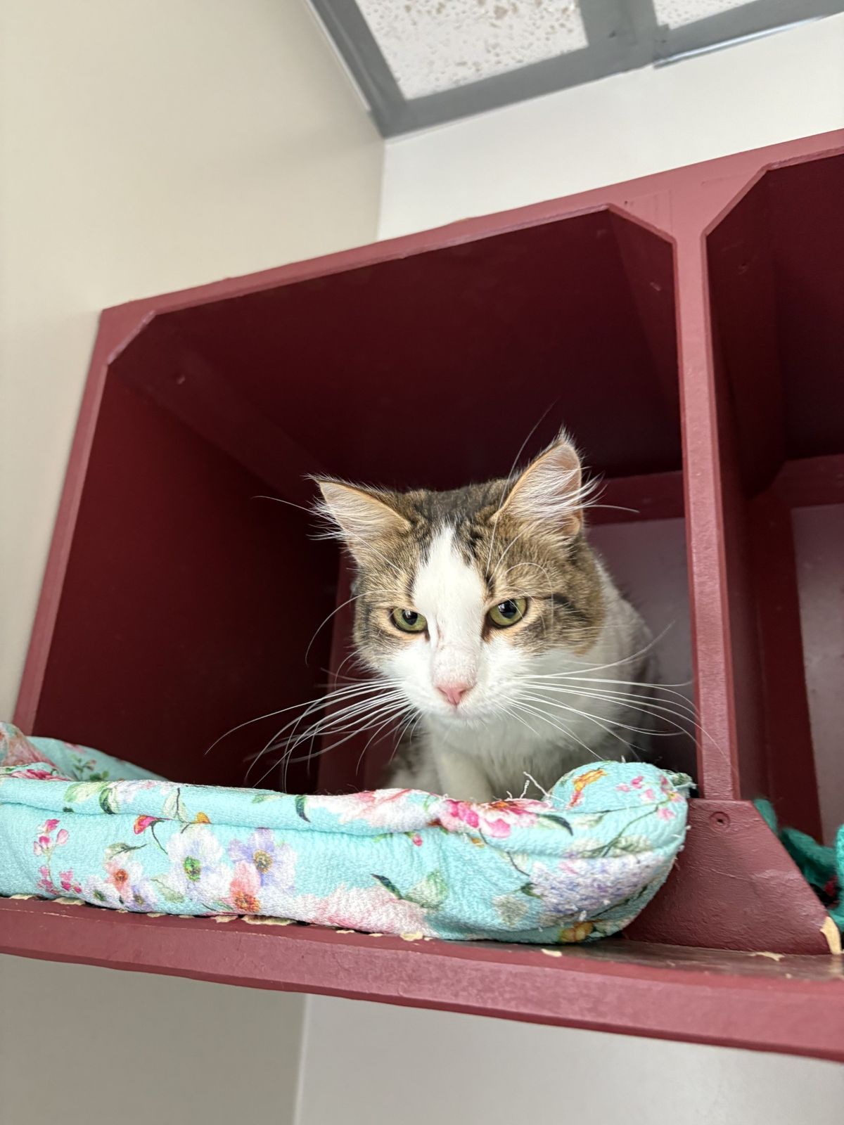 Gallery image: Harold