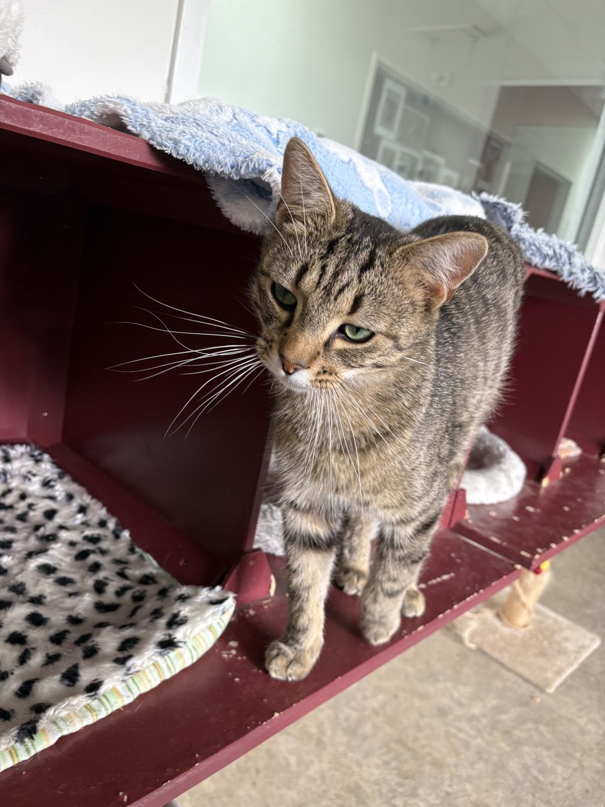 Gallery image: Tweety