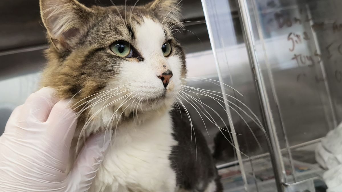 Gallery image: Floofy