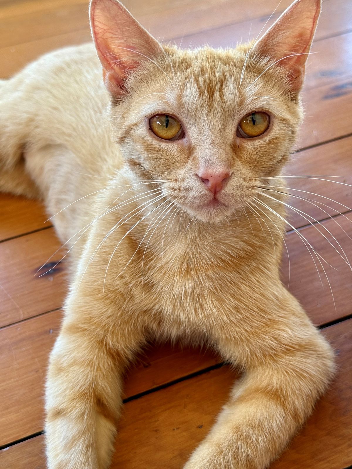 Gallery image: Penelope