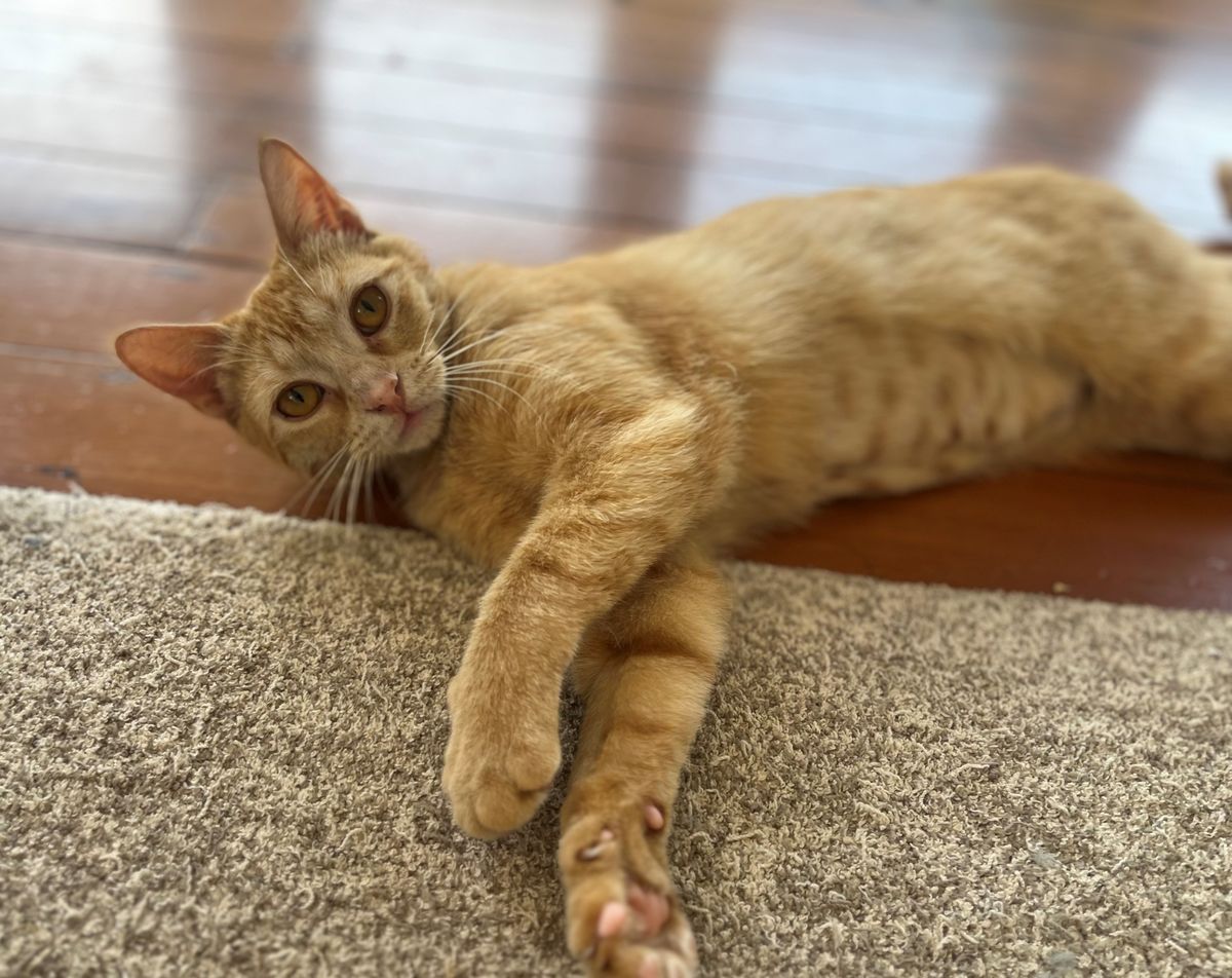 Gallery image: Penelope