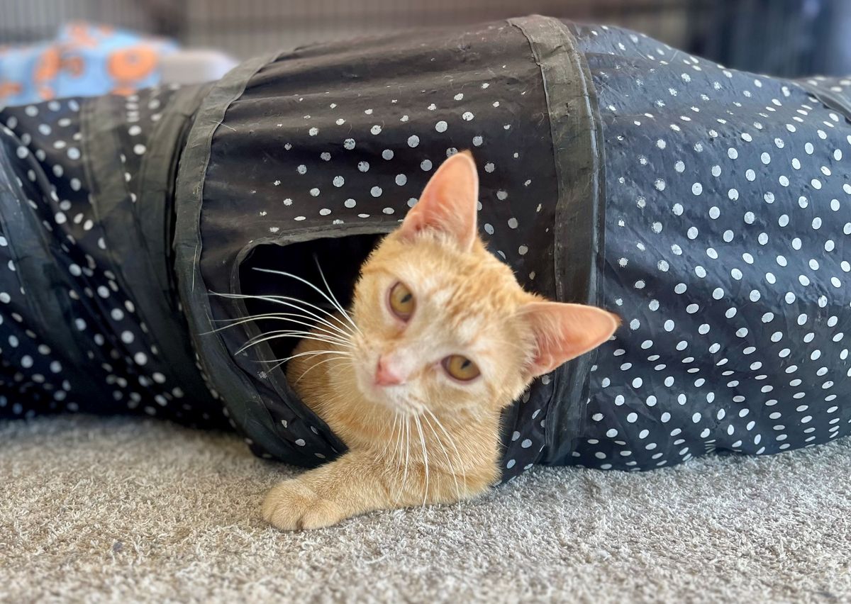 Gallery image: Penelope