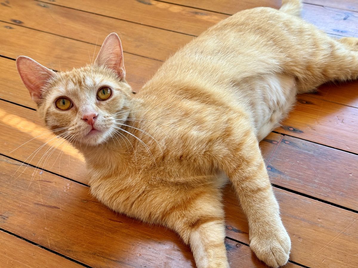 Gallery image: Penelope