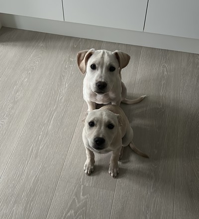 Pearl - Medium Cross Breed