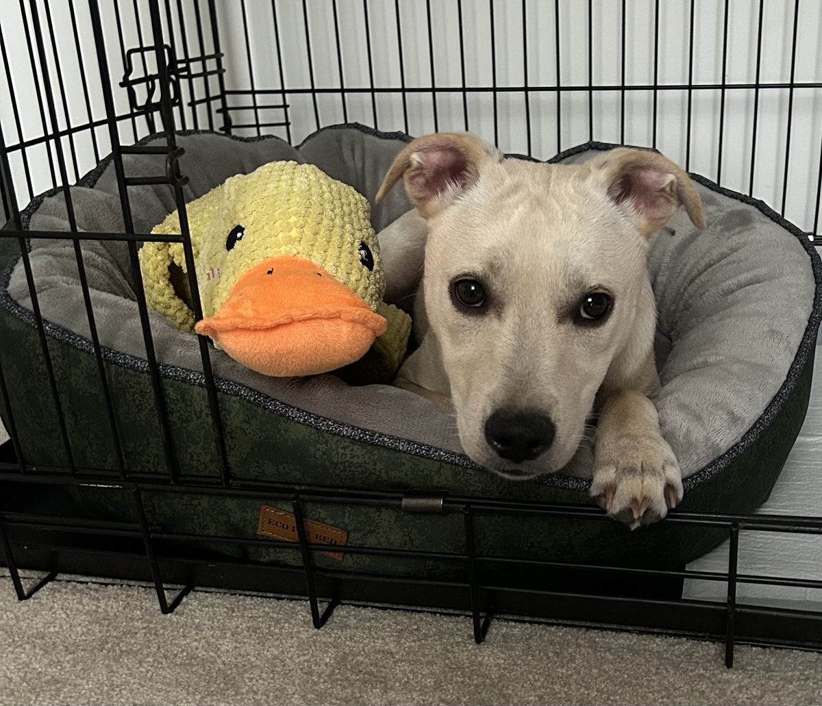 Gallery image: Pearl