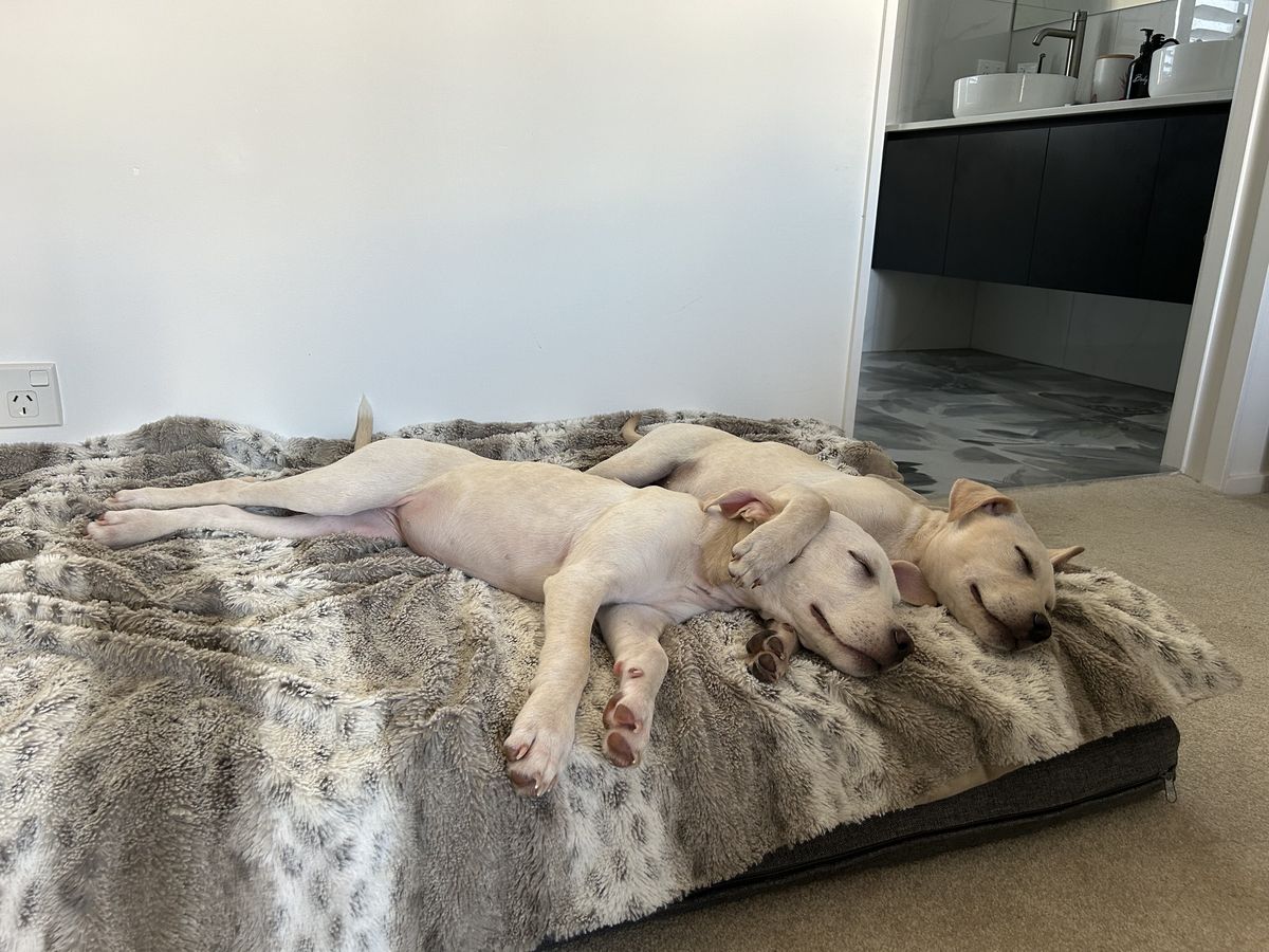 Gallery image: Pearl