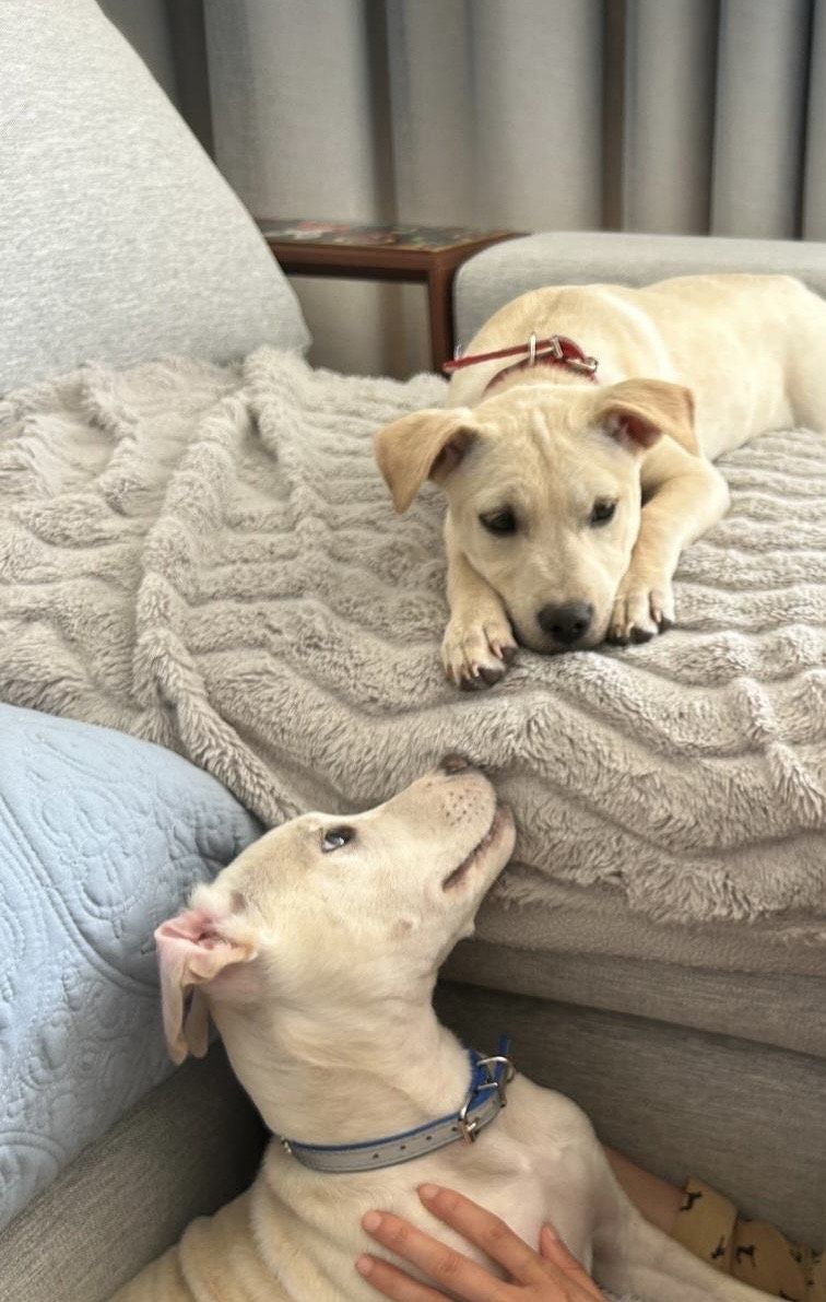 Gallery image: Pearl