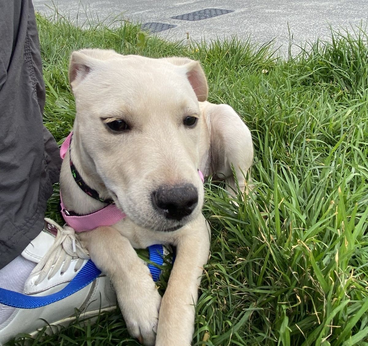 Gallery image: Pearl