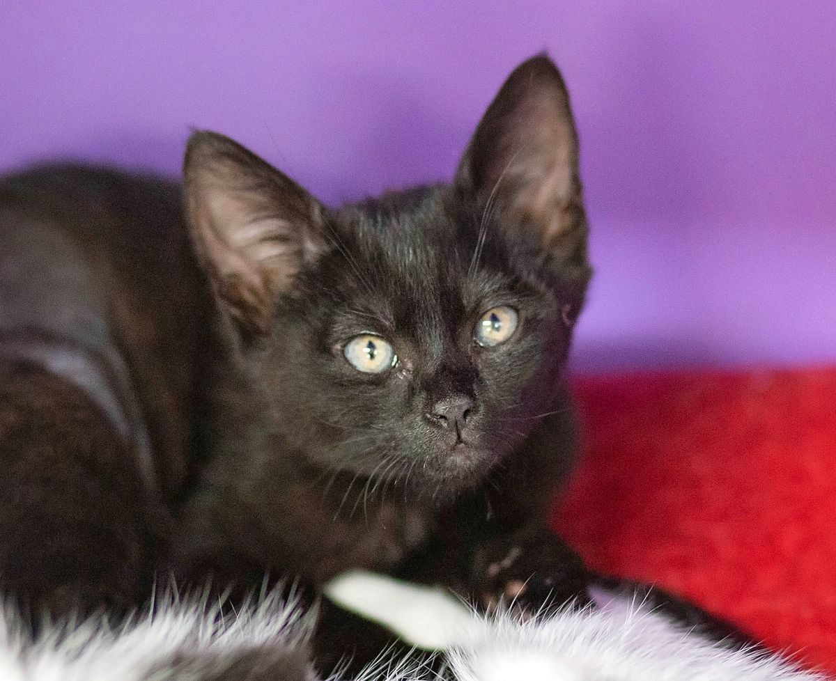 Gallery image: Farah