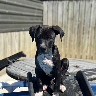 Scout - Medium Cross Breed