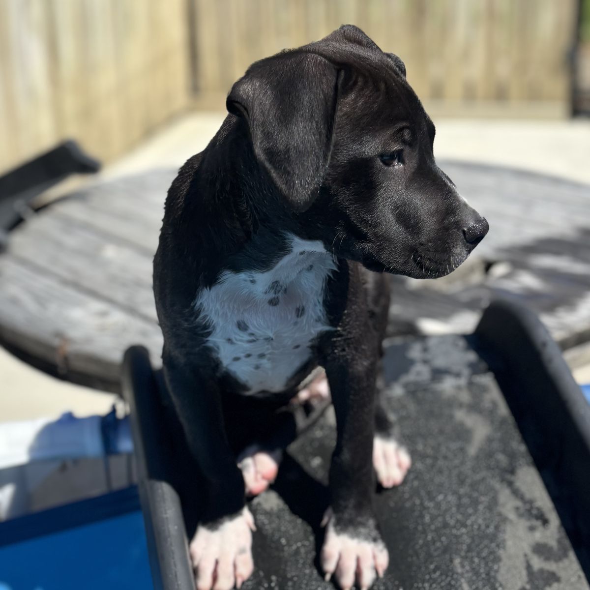 Gallery image: Scout