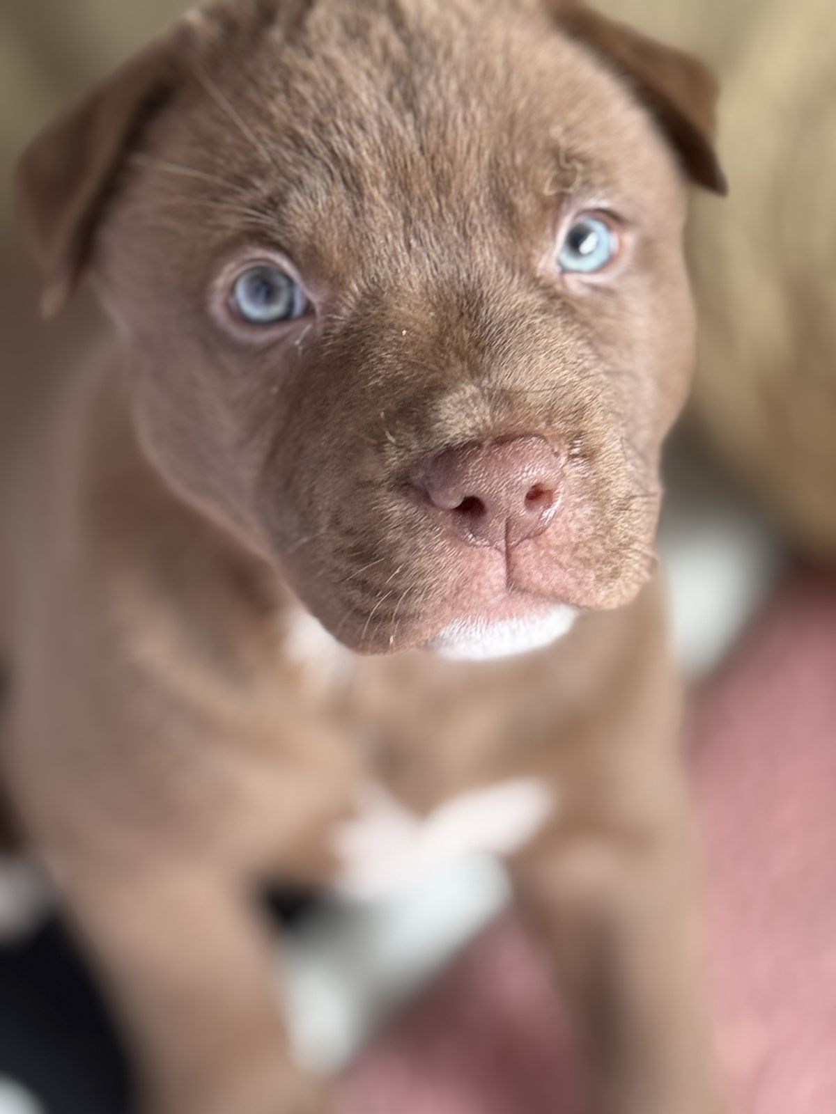 Gallery image: Loraine