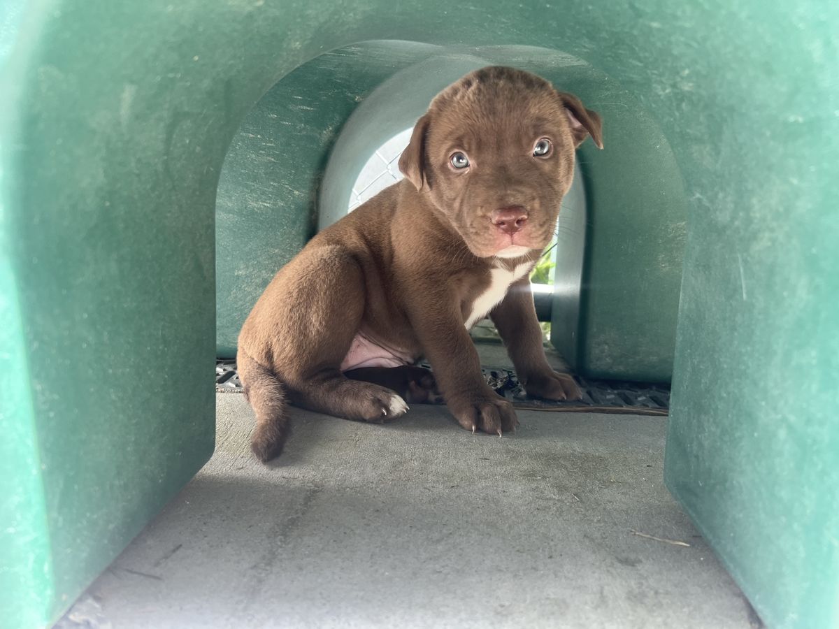 Gallery image: Loraine