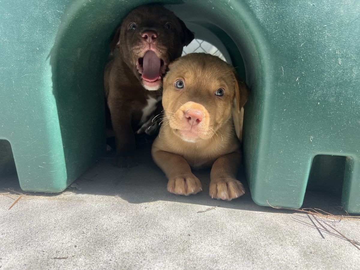 Gallery image: Loraine