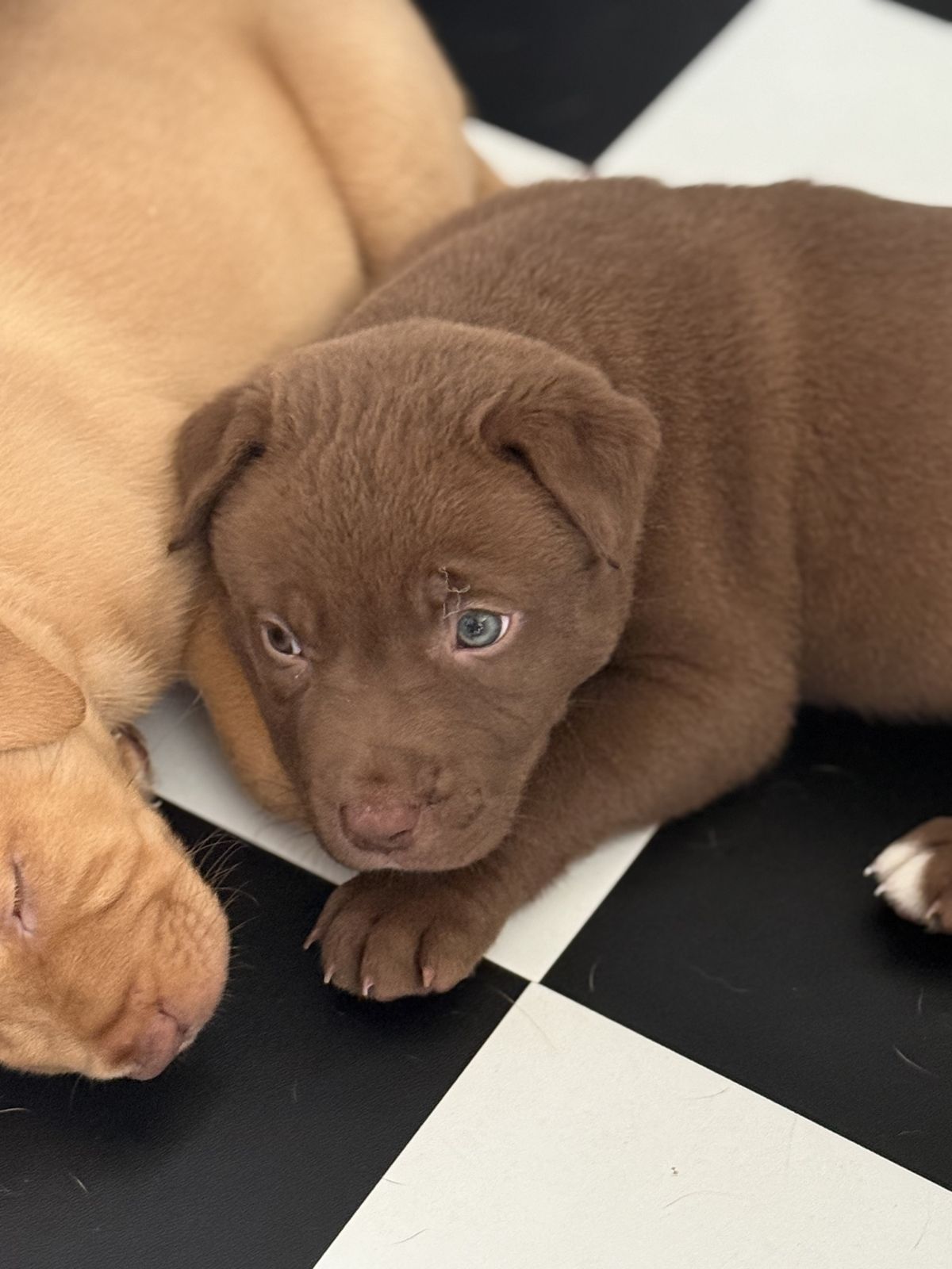 Gallery image: Loraine