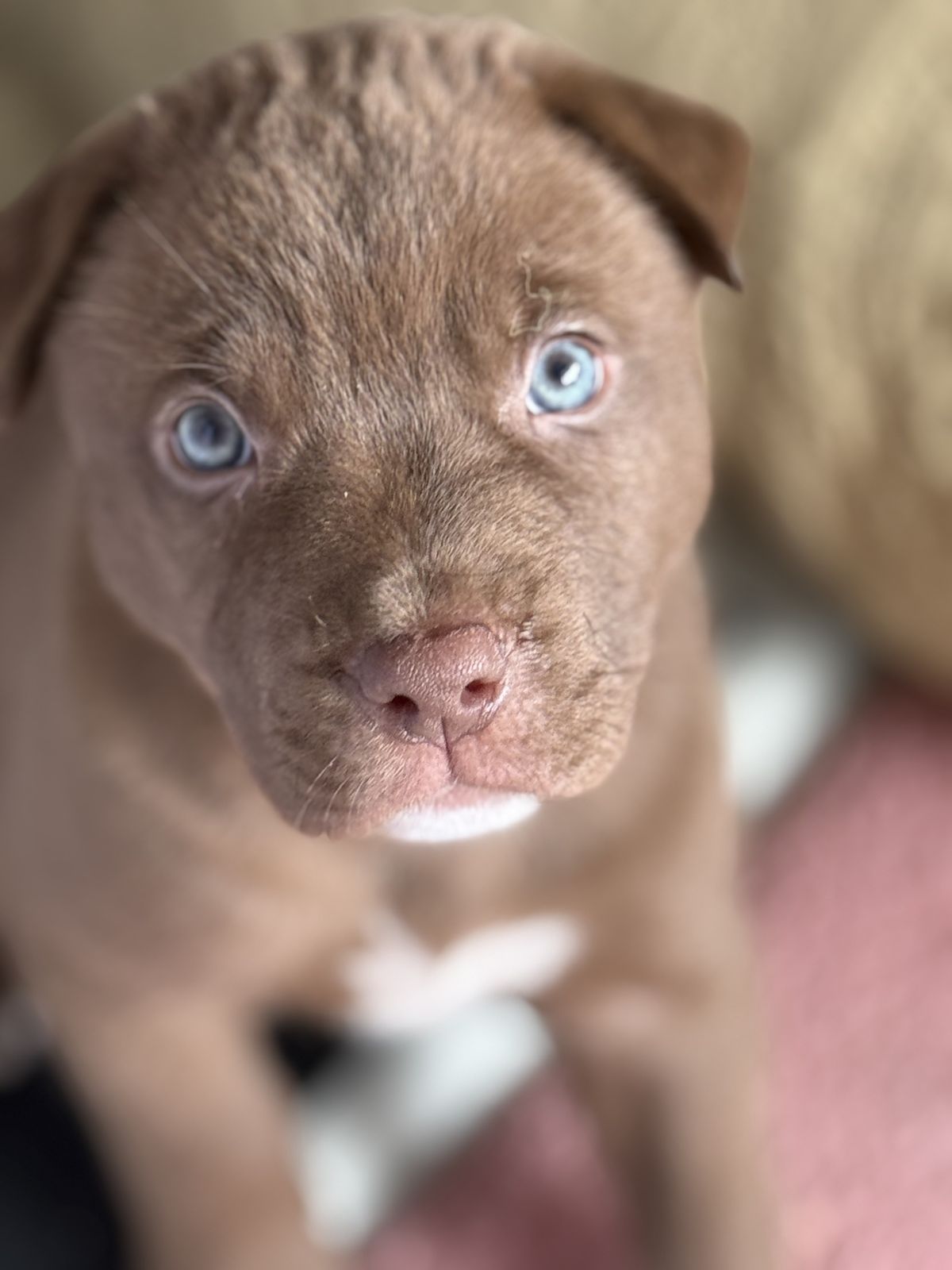 Gallery image: Loraine