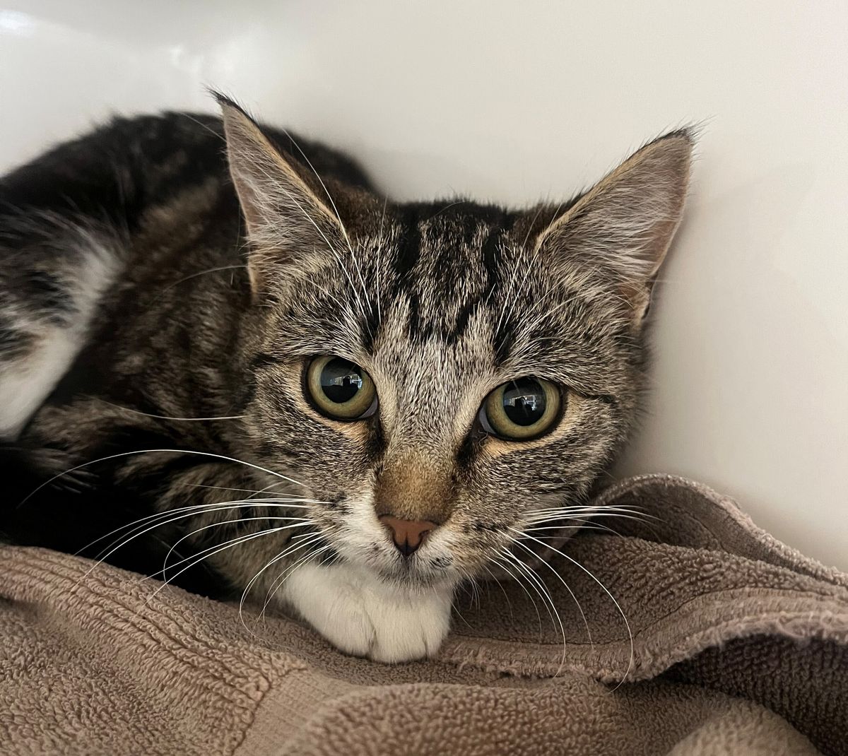 Gallery image: Melody