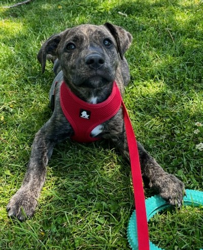 Winnie - Medium Cross Breed