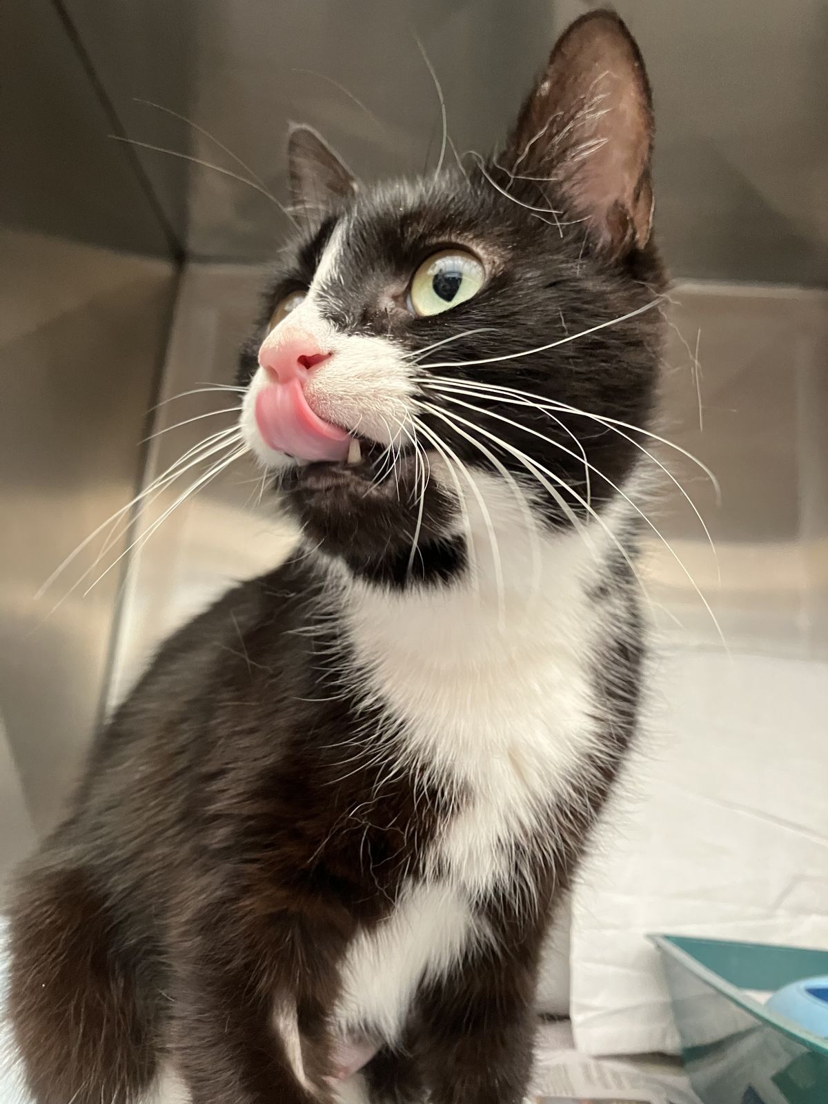 Gallery image: Diana