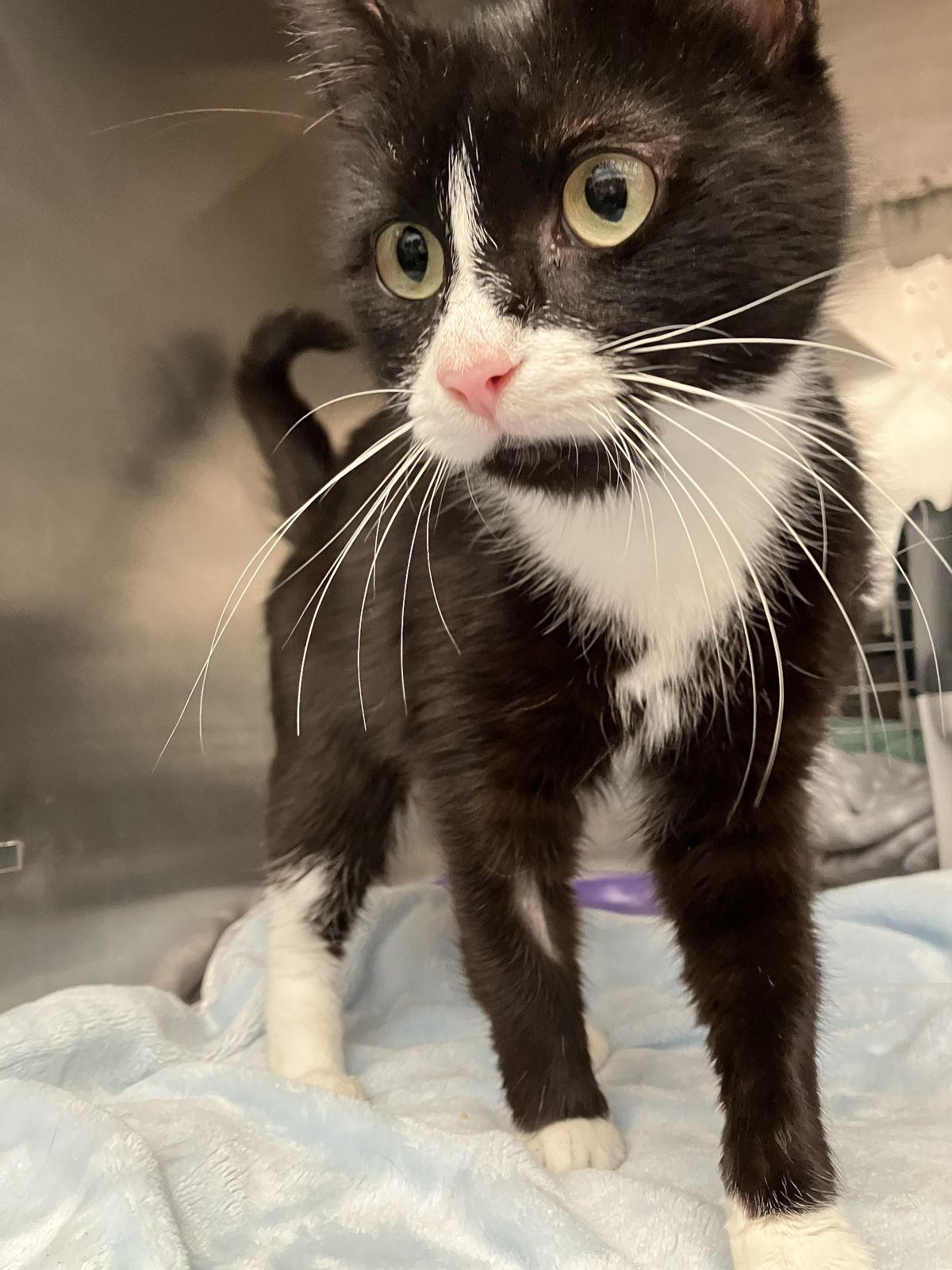 Gallery image: Diana