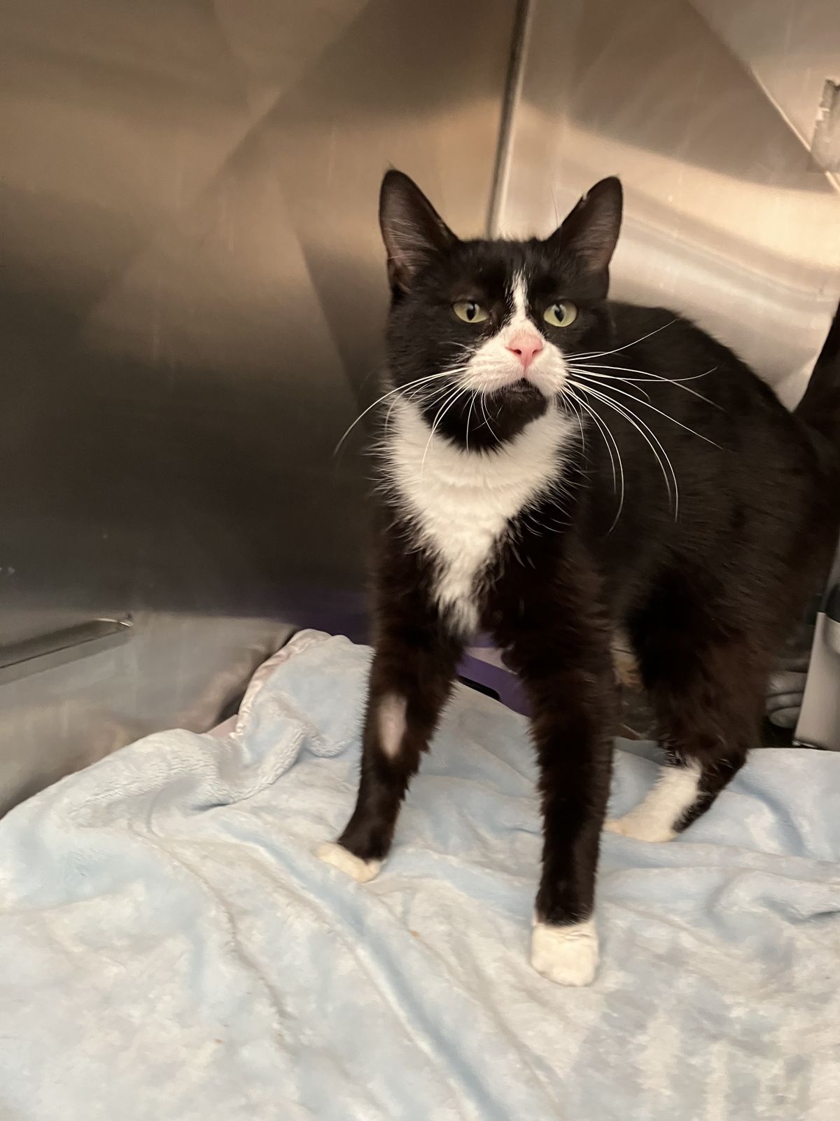 Gallery image: Diana