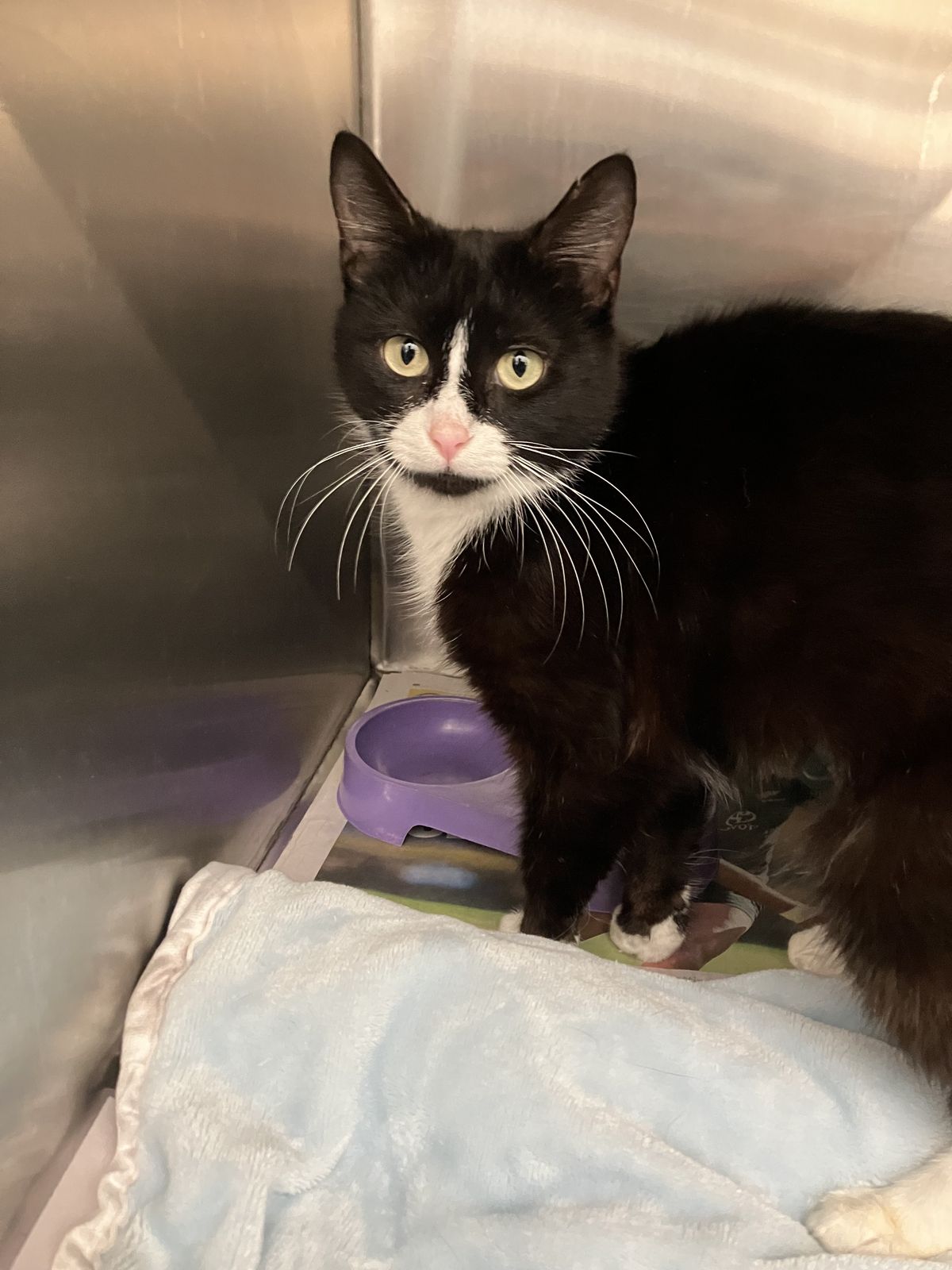 Gallery image: Diana