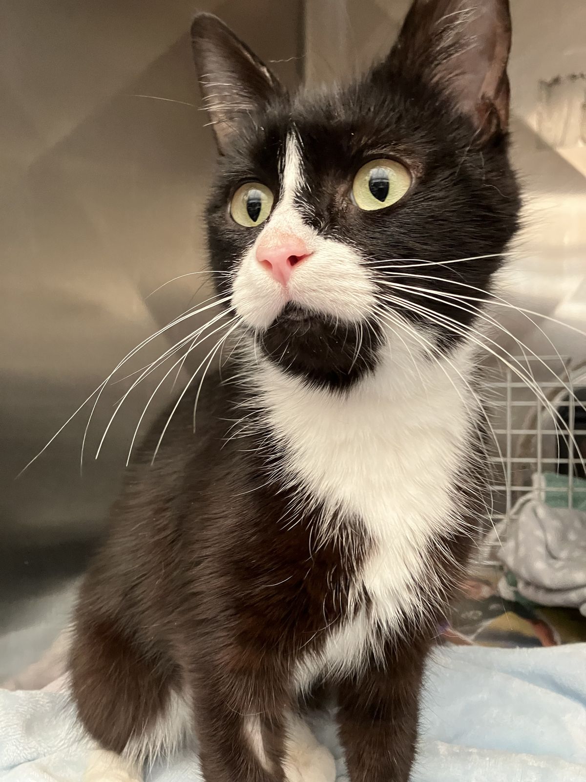 Gallery image: Diana