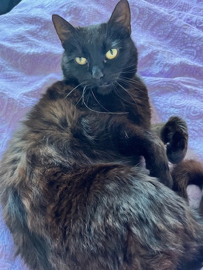 Karyn Black  - Domestic Short Hair