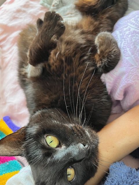 Gallery image: Karyn Black 