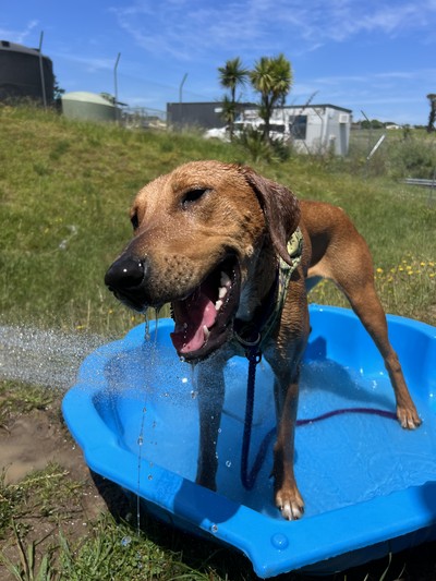 Jitterbug - Hungarian Vizsla