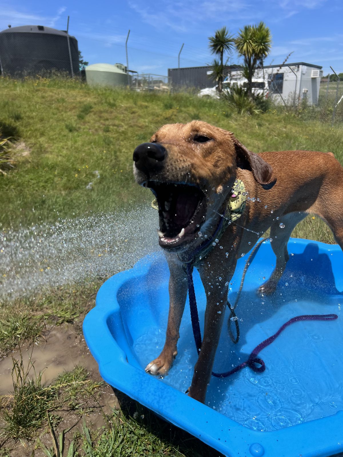 Gallery image: Jitterbug