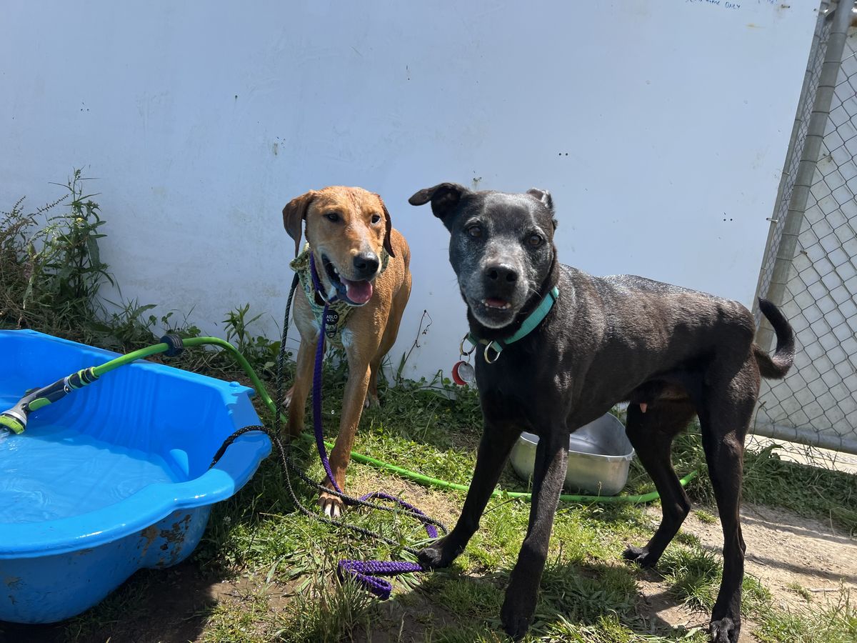 Gallery image: Jitterbug