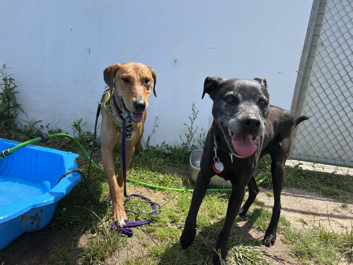 Gallery image: Jitterbug