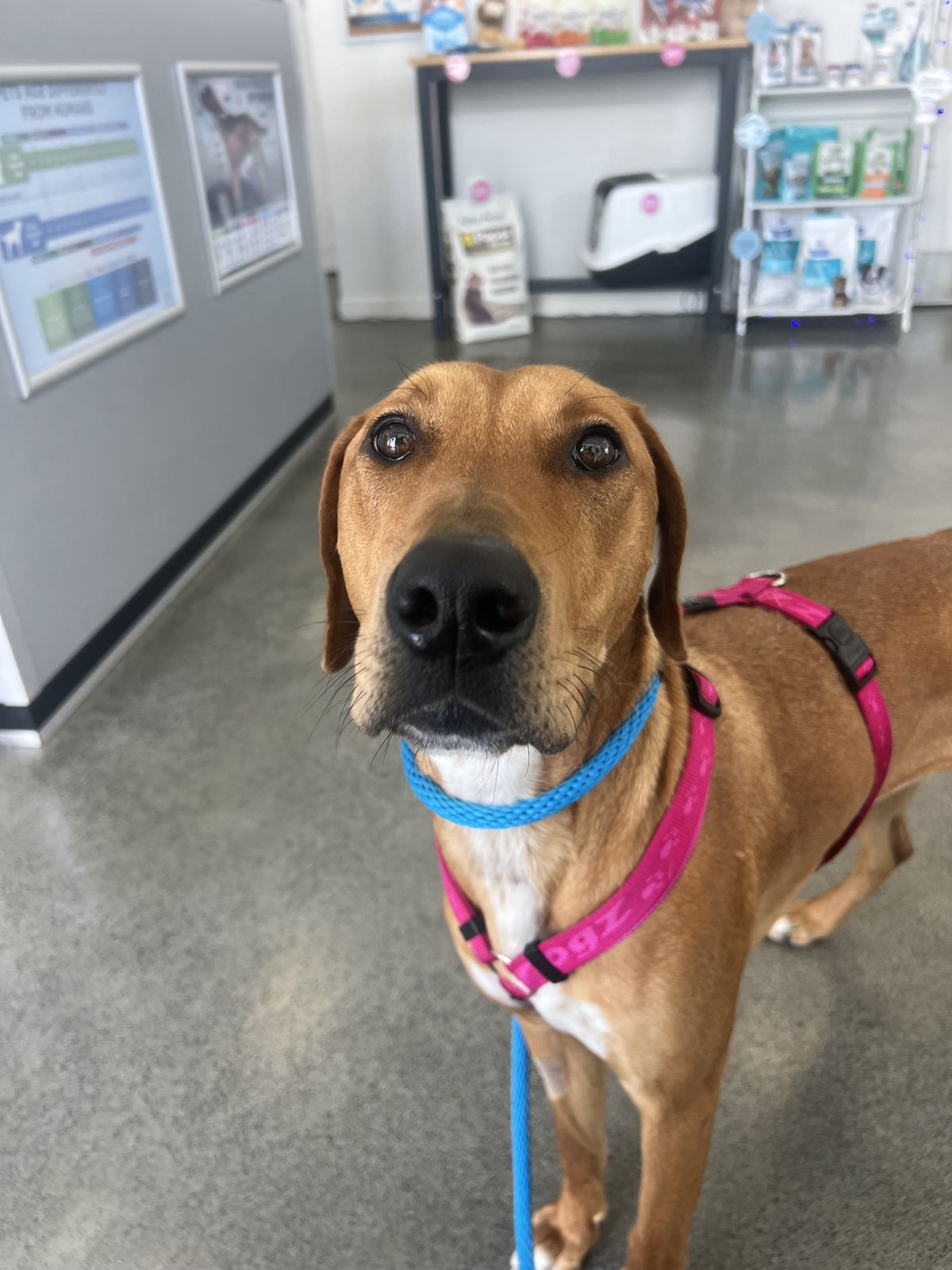 Gallery image: Jitterbug