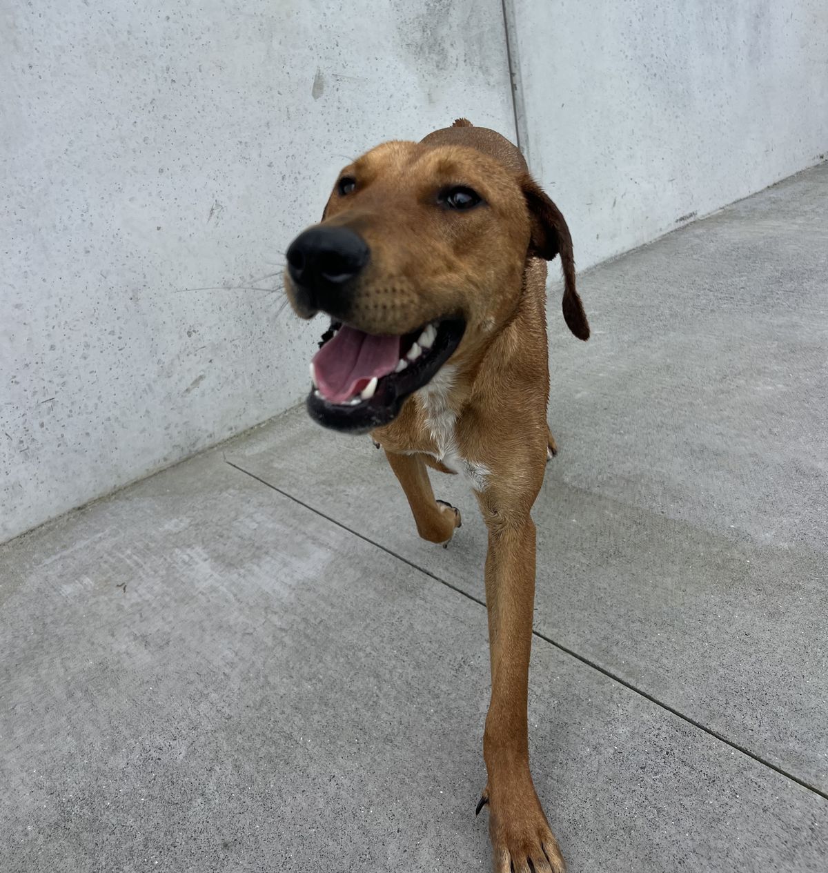 Gallery image: Jitterbug