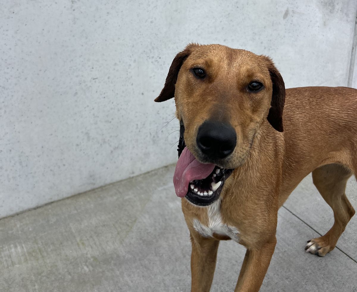 Gallery image: Jitterbug