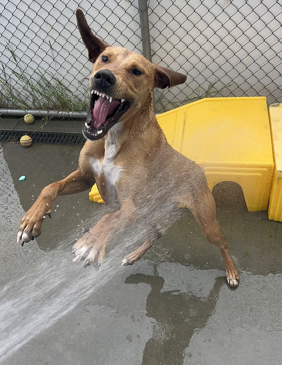 Gallery image: Jitterbug