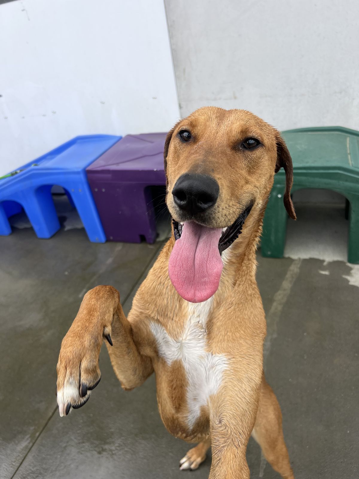 Gallery image: Jitterbug