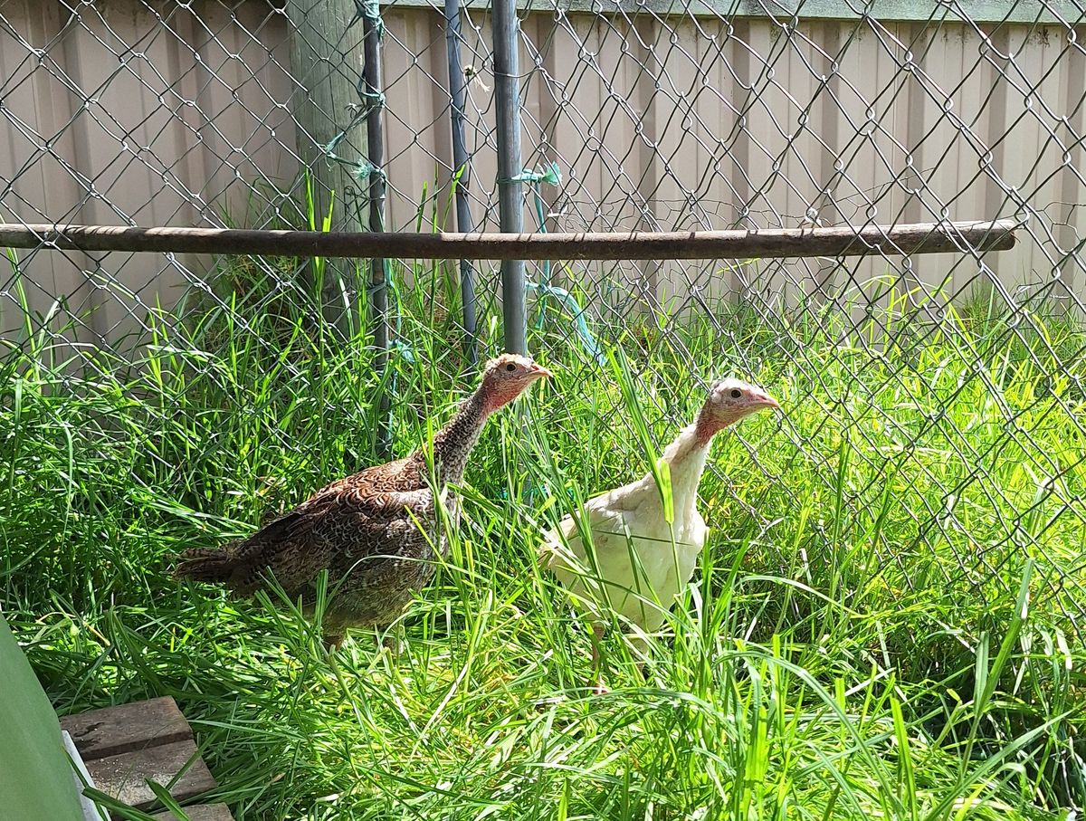 Gallery image: Peanut