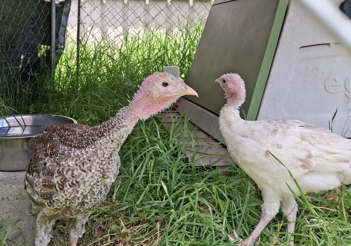 Gallery image: Peanut