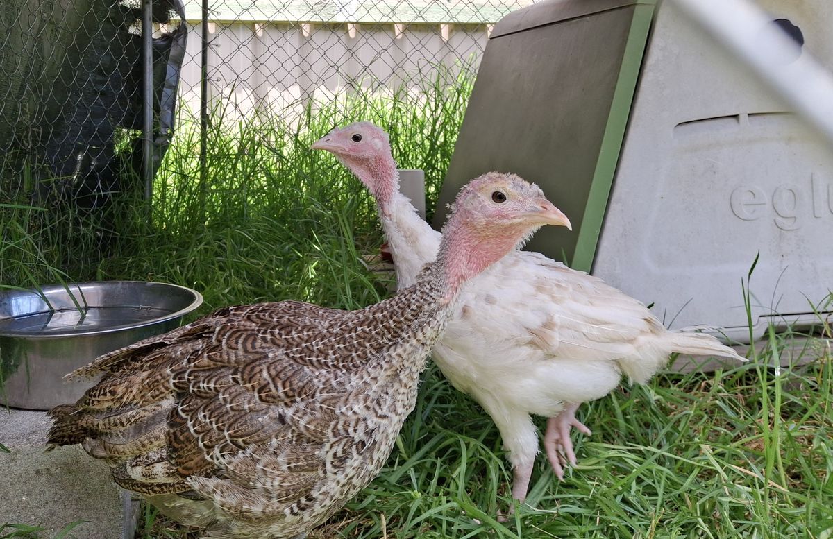 Gallery image: Peanut