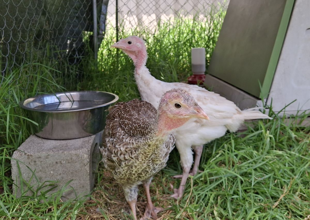 Gallery image: Peanut