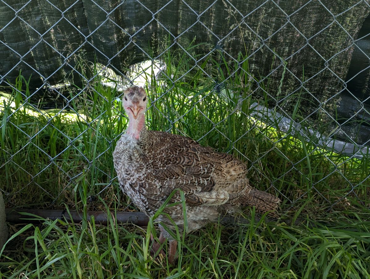 Gallery image: Peanut