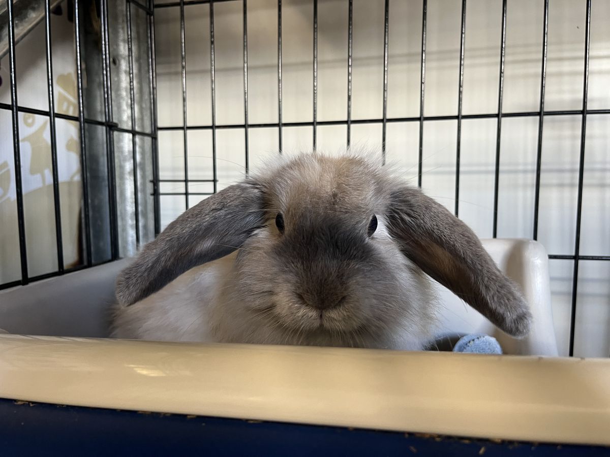 Gallery image: Viola