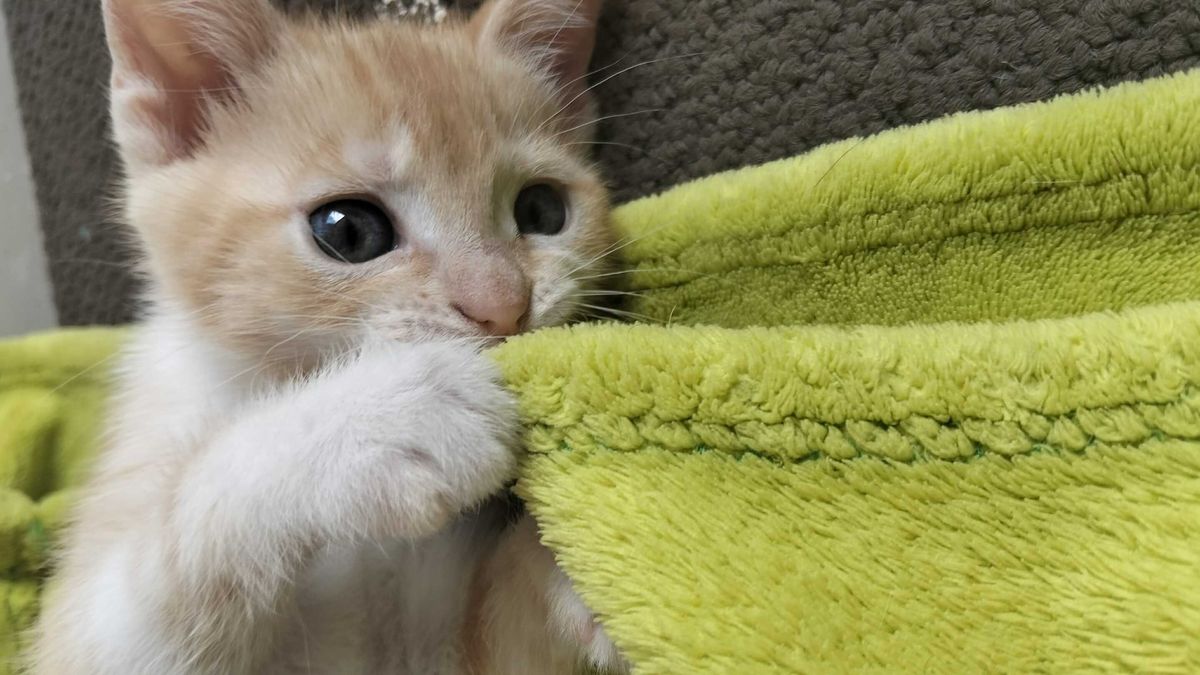 Gallery image: George