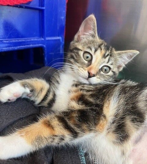 Gallery image: Khloe