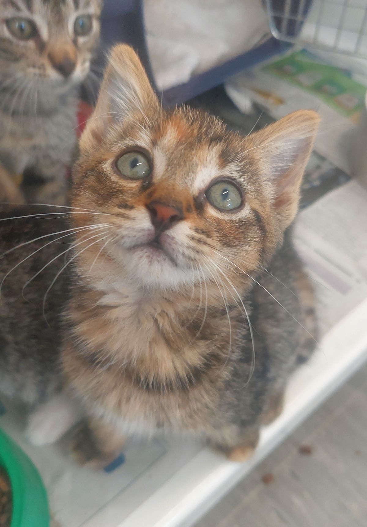 Gallery image: Swetta