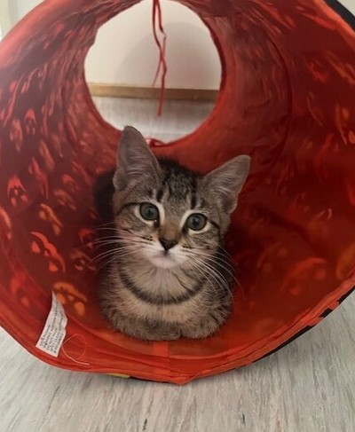 Winter - Domestic Short Hair